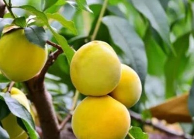 提升小而酸桃子種植效益 品質保障與市場銷量的關鍵策略