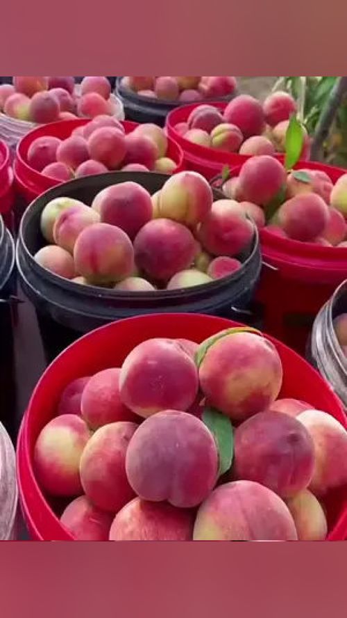 無脊椎動物？當心這水果里的“不速之客”！——談優質應季水果的選購與處理